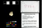 Foto (Objekt + Etikett) von Goniodromites bidentatus (Reuss, 1858)  (NHMW-GEO-2014-0194-0771)